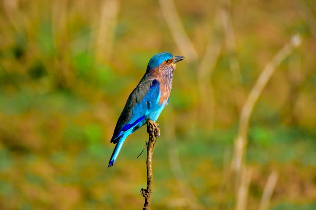 National Parks in Sri Lanka