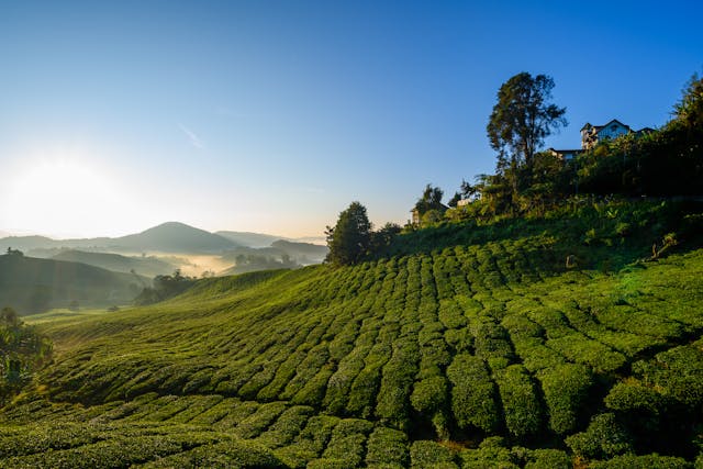 Best Things to Do in Cameron Highlands