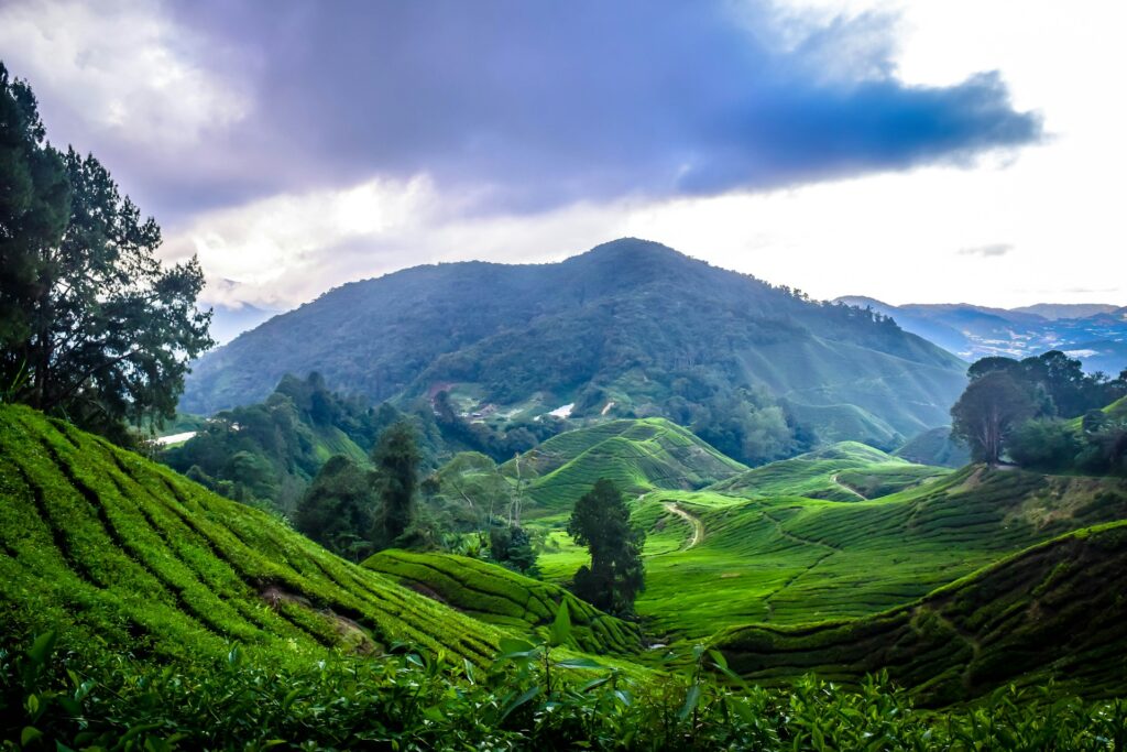 Best Things to Do in Cameron Highlands