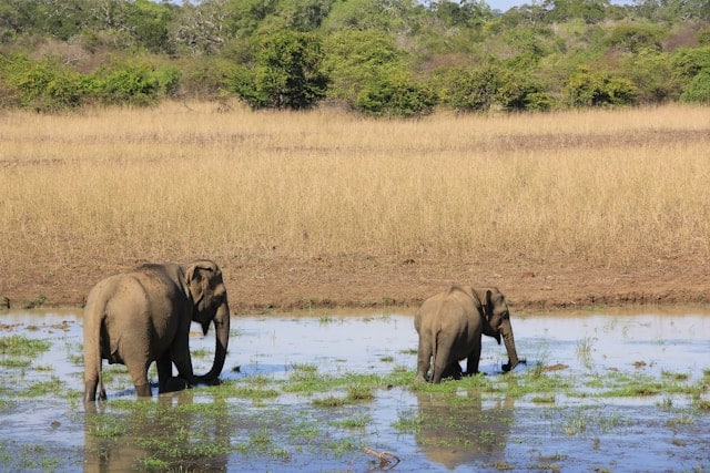 National Parks in Sri Lanka