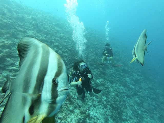 Best Diving Spots in the Maldives