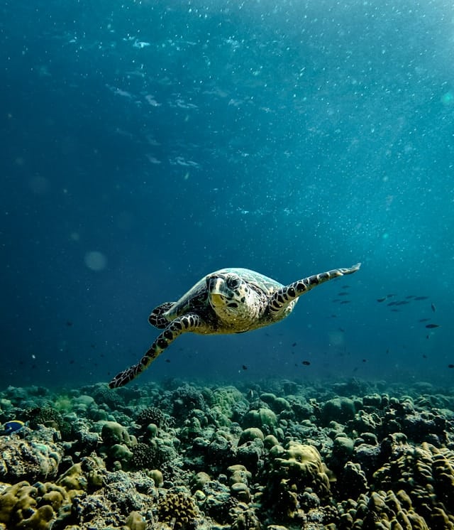 Maldives Snorkeling Spots